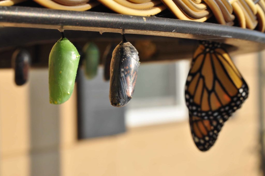 Butterfly cocoons ready to open