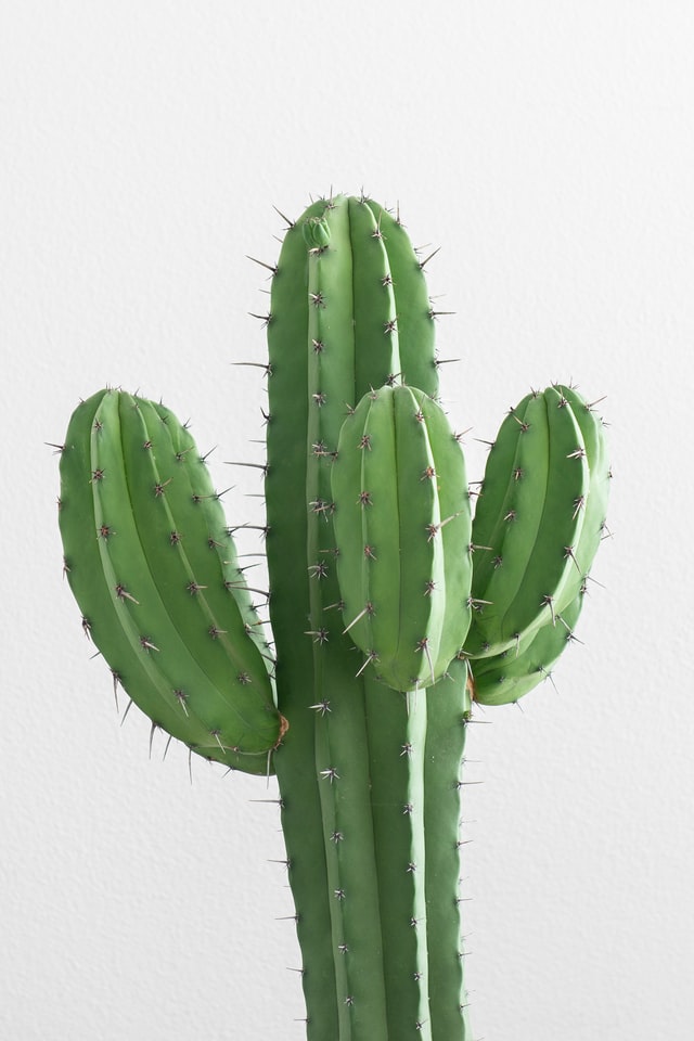 A cactus