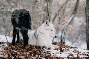 A black wolf and a white wolf in the forest