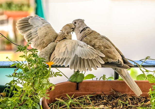 Two birds in love